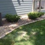 Chilton stone edging native grasses and Tounton Yews