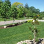 Front yard sod and plants