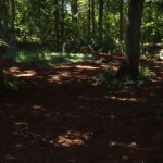 Mulch around fire pit and walking paths