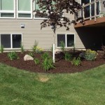 New planting bed and native plants