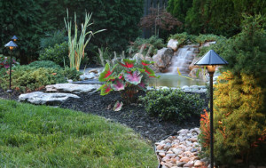 landscaped pond by Wolf Landscaping