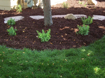 beds and borders by wolf landscaping